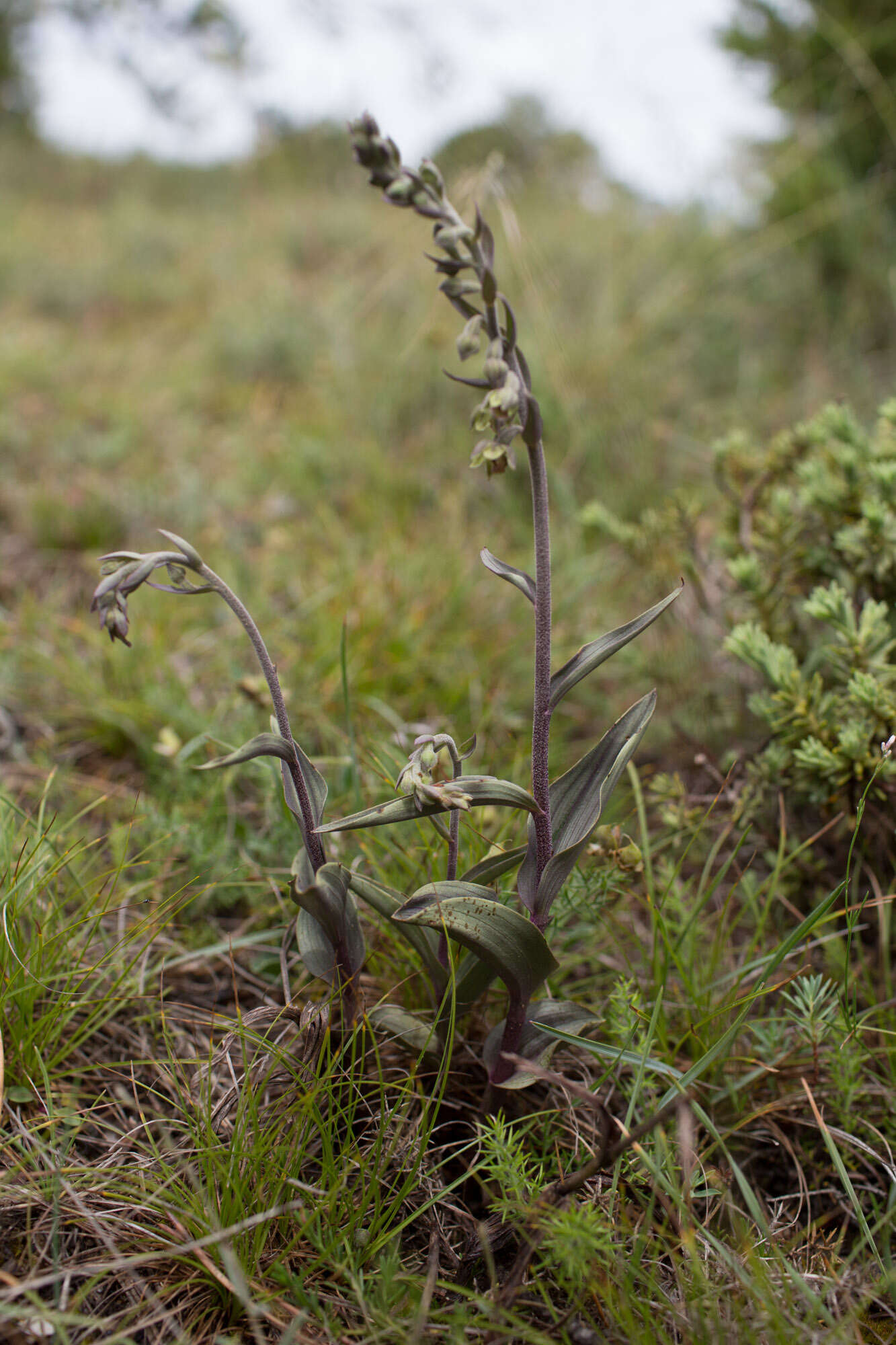 Image of Epipactis kleinii M. B. Crespo, M. R. Lowe & Piera