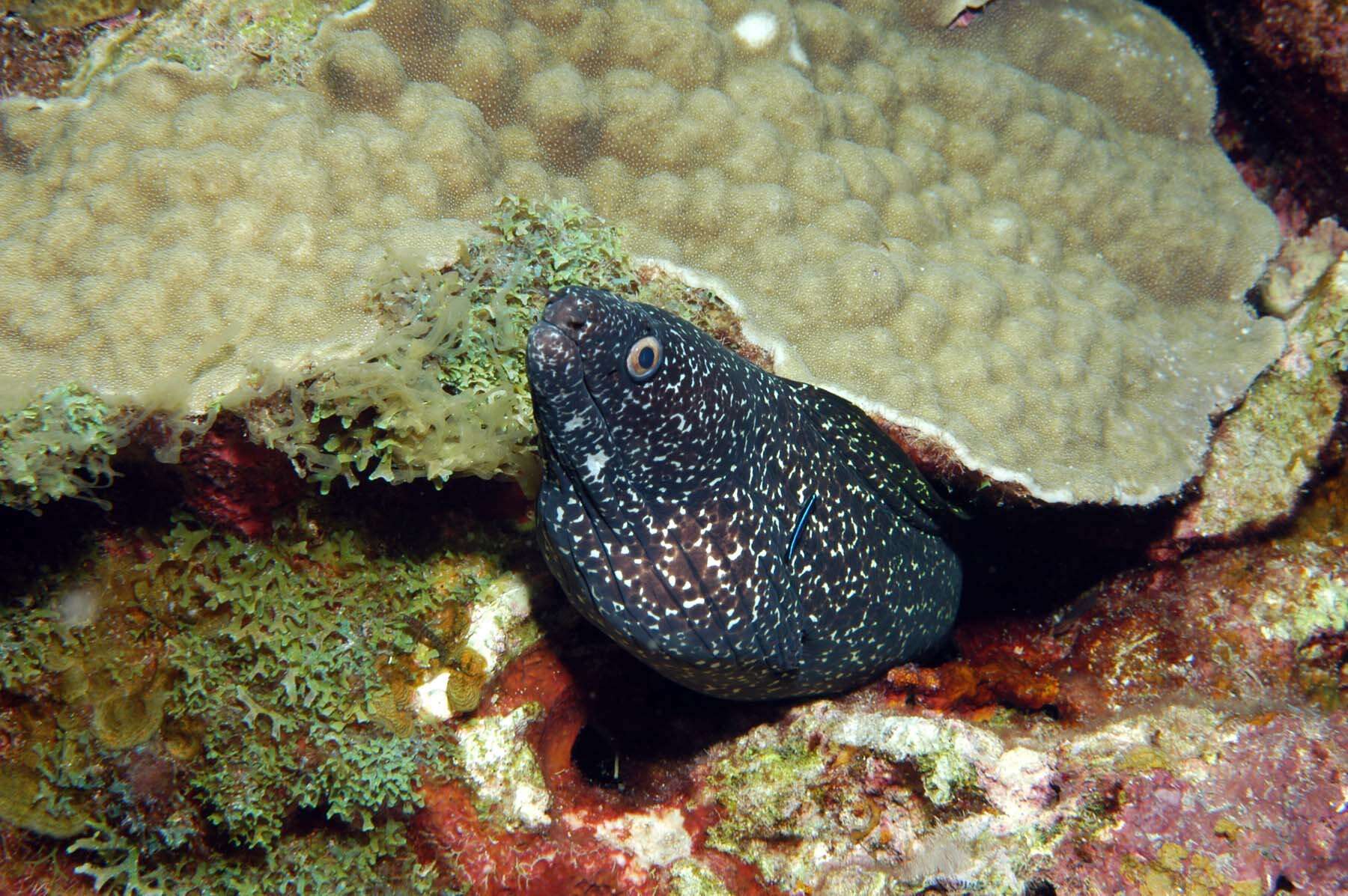 Image of Common Conger