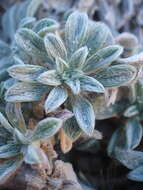 Image of Jones' false goldenaster