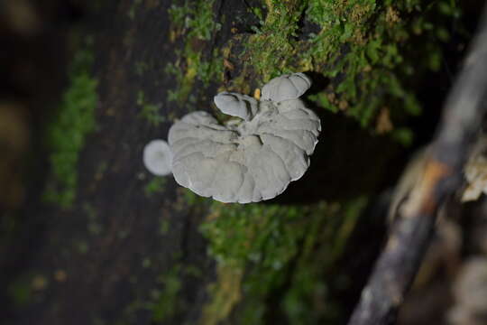 Image of Campanella tristis (G. Stev.) Segedin 1993