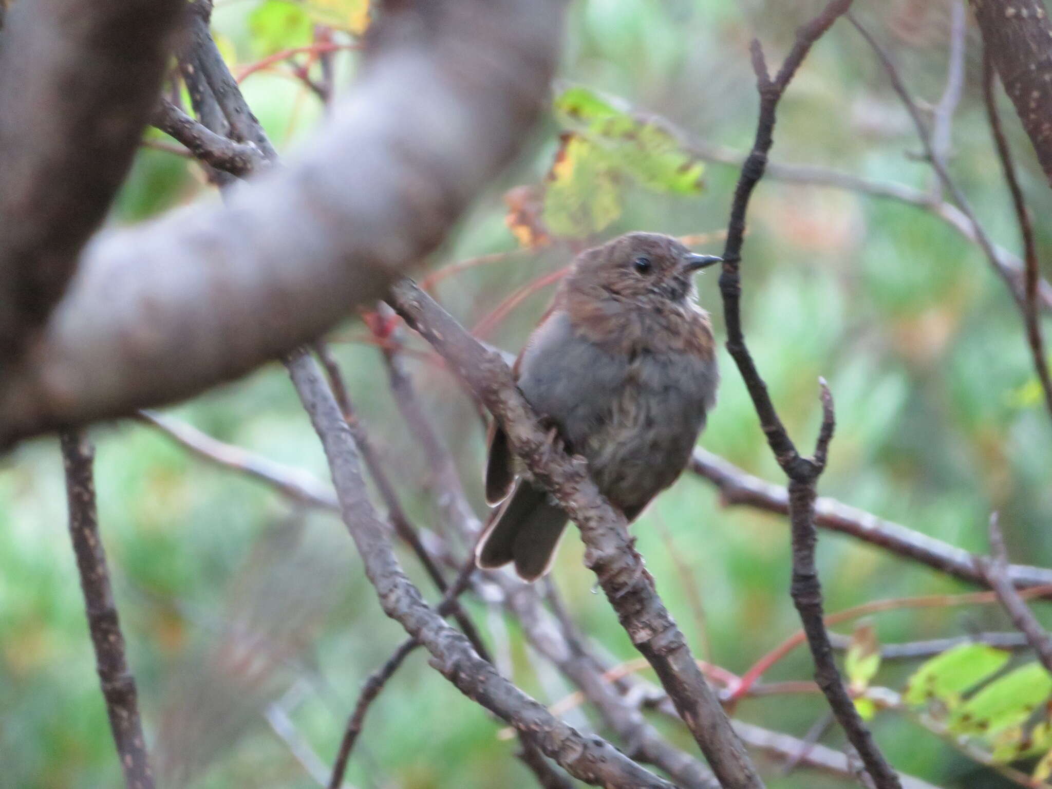 Image of Japanese Accentor