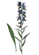 Imagem de Echium vulgare L.