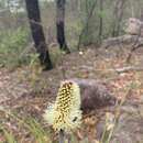 Imagem de Xanthorrhoea macronema F. Muell. ex Benth.