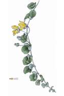 Image of creeping jenny