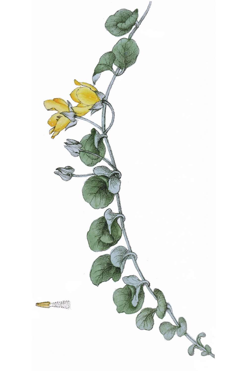 Image of creeping jenny