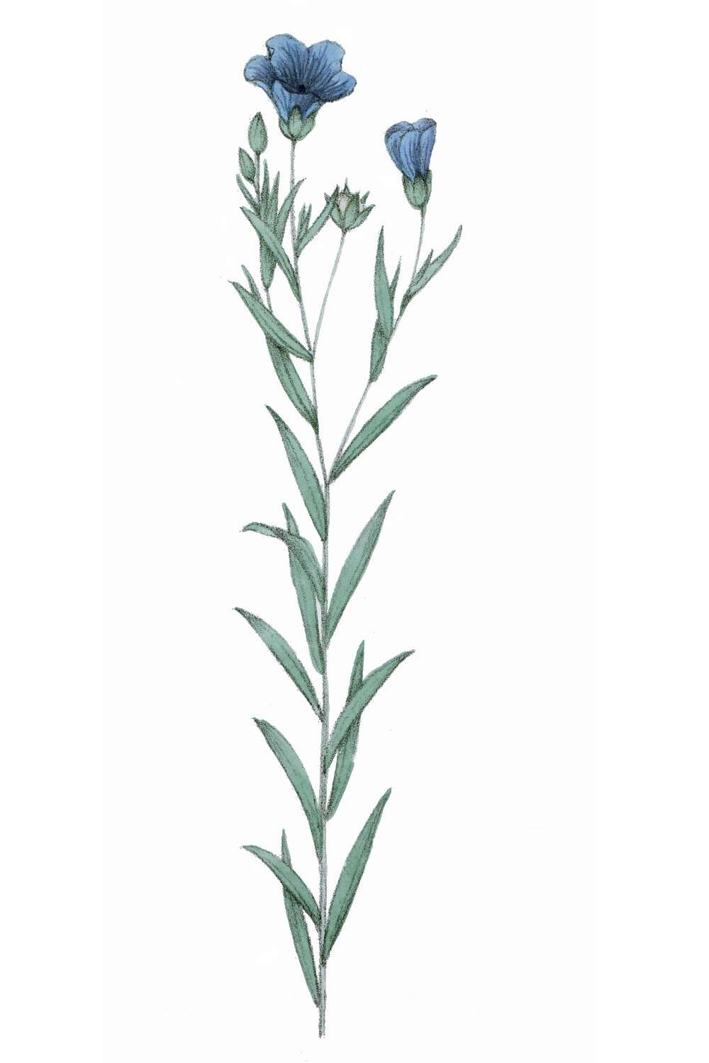 Image of common flax