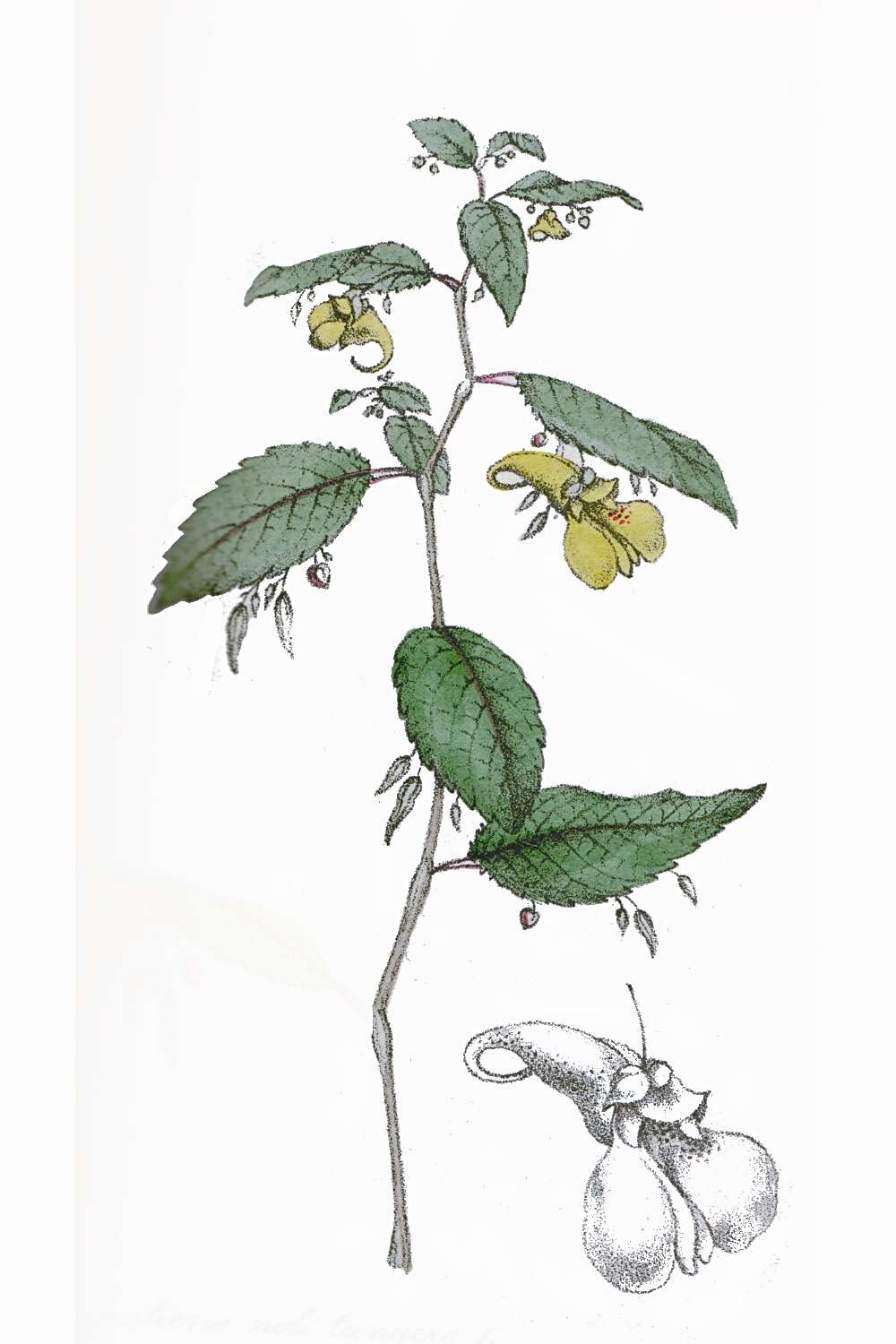 Image of Jewelweed