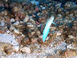 Image of Yellowhead Jawfish