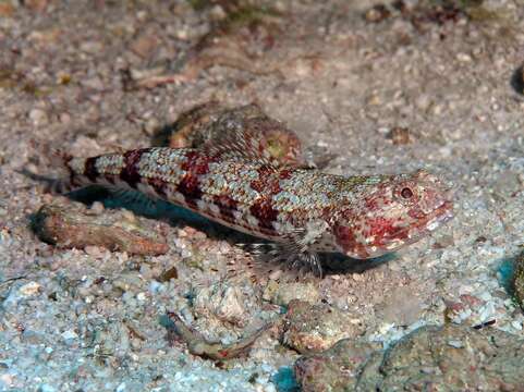 Image of Variegated lizardfish