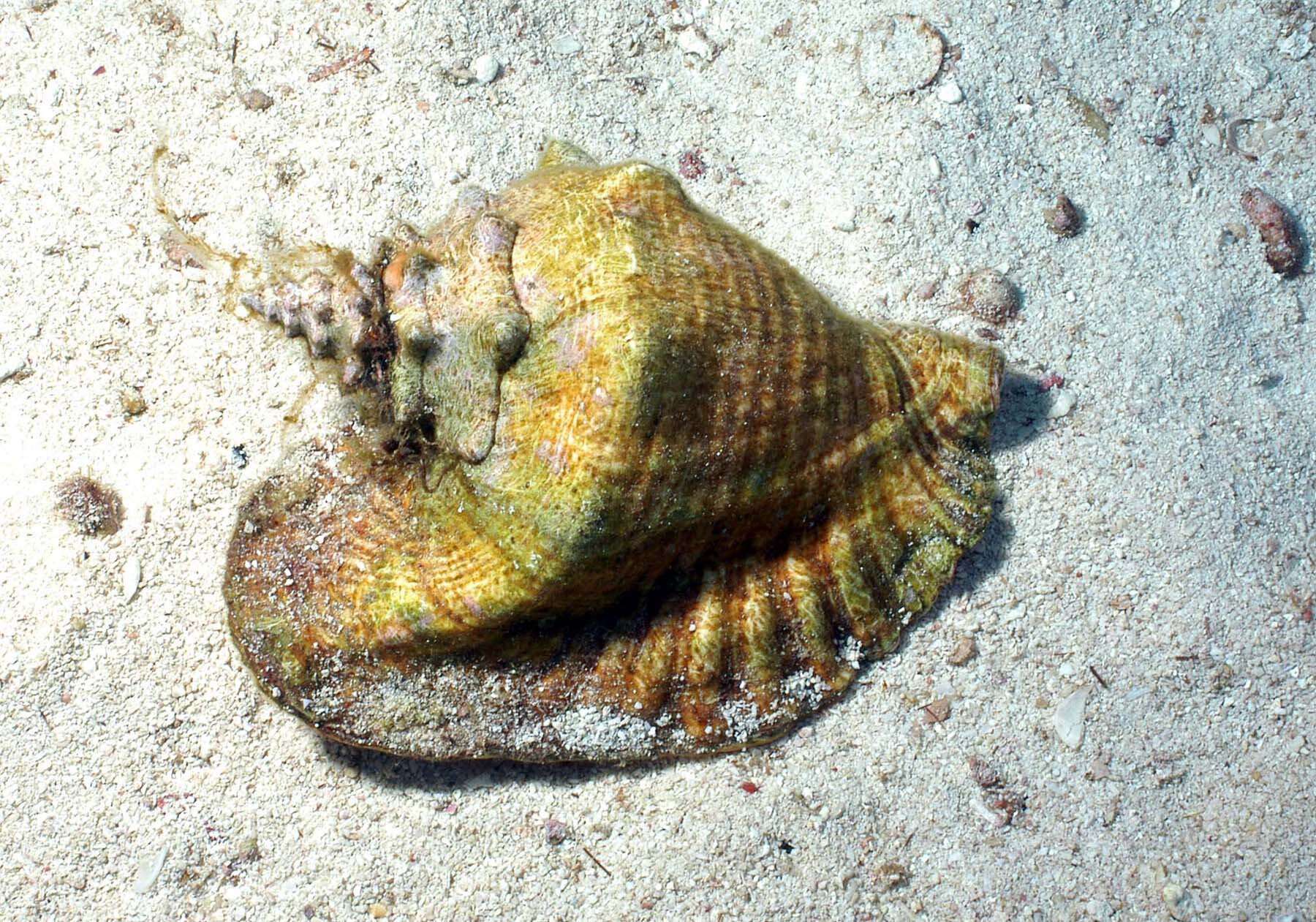 Image of Pink Conch