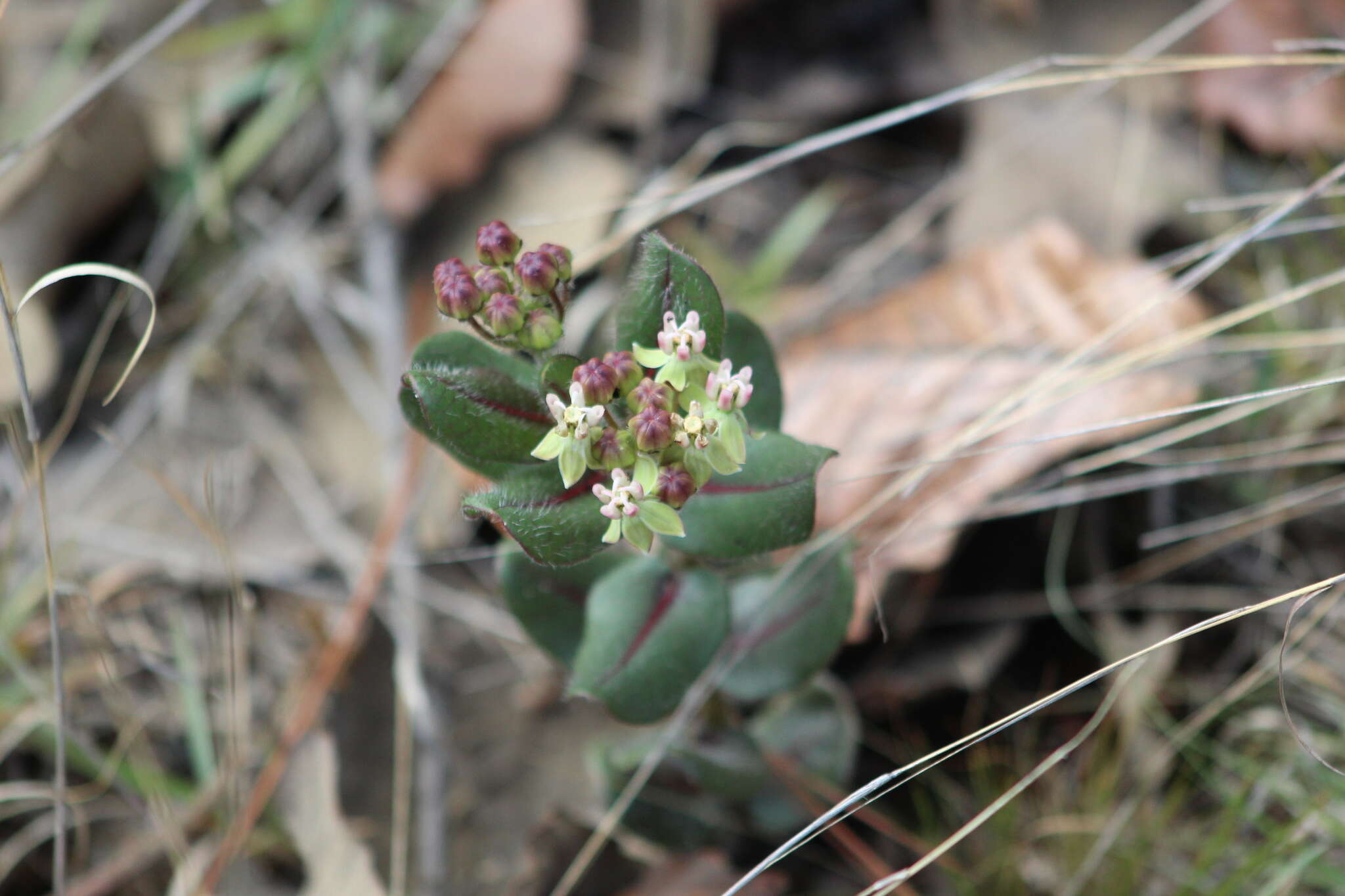 Asclepias jaliscana Robinson的圖片