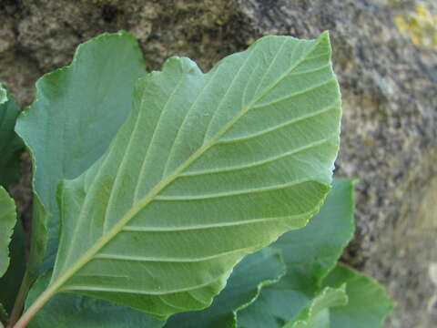 Image of Atadinus microcarpus (Boiss.) Hauenschild