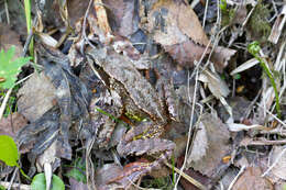 Image of Common frog