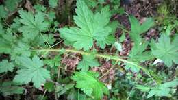 Image of prickly currant