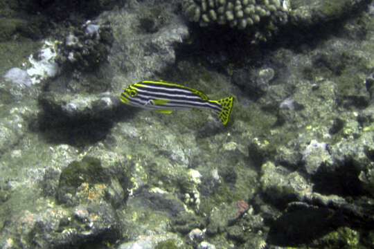 Image of Indian Ocean oriental sweetlips