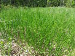 Image of prairie dropseed