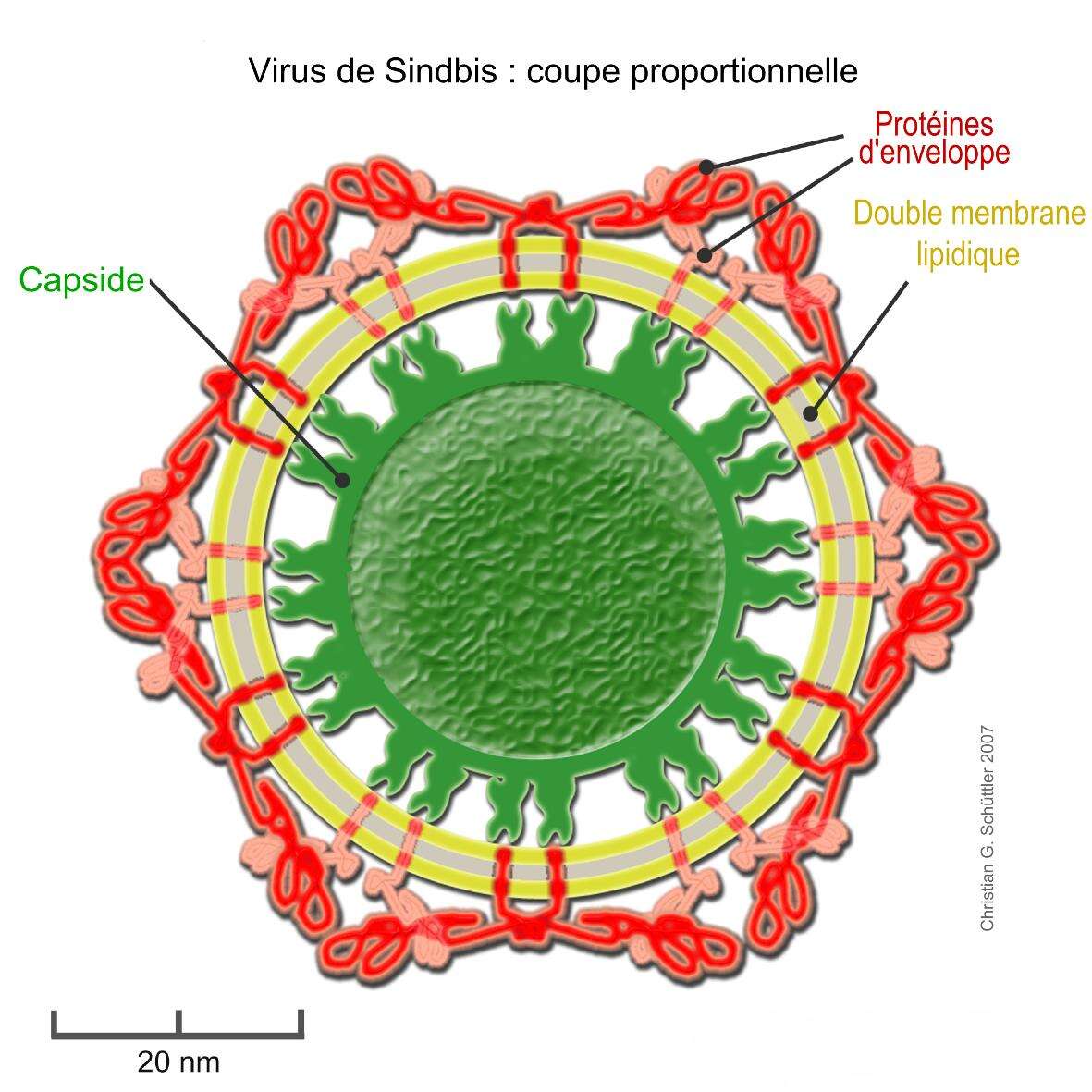 Image of Sindbis virus