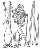 Image of Lady's leek