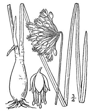 Image of Lady's leek