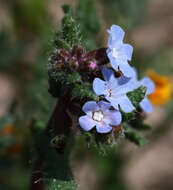 Imagem de Anchusa crispa Viv.