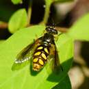 Image of Spotted Wood Fly