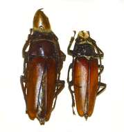 Image of Callipogon barbatus