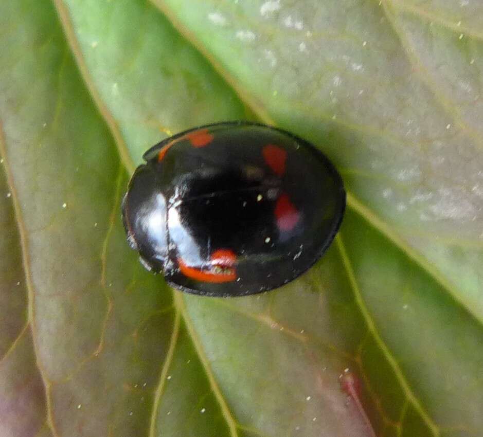 صورة Exochomus quadripustulatus (Linnaeus 1758)