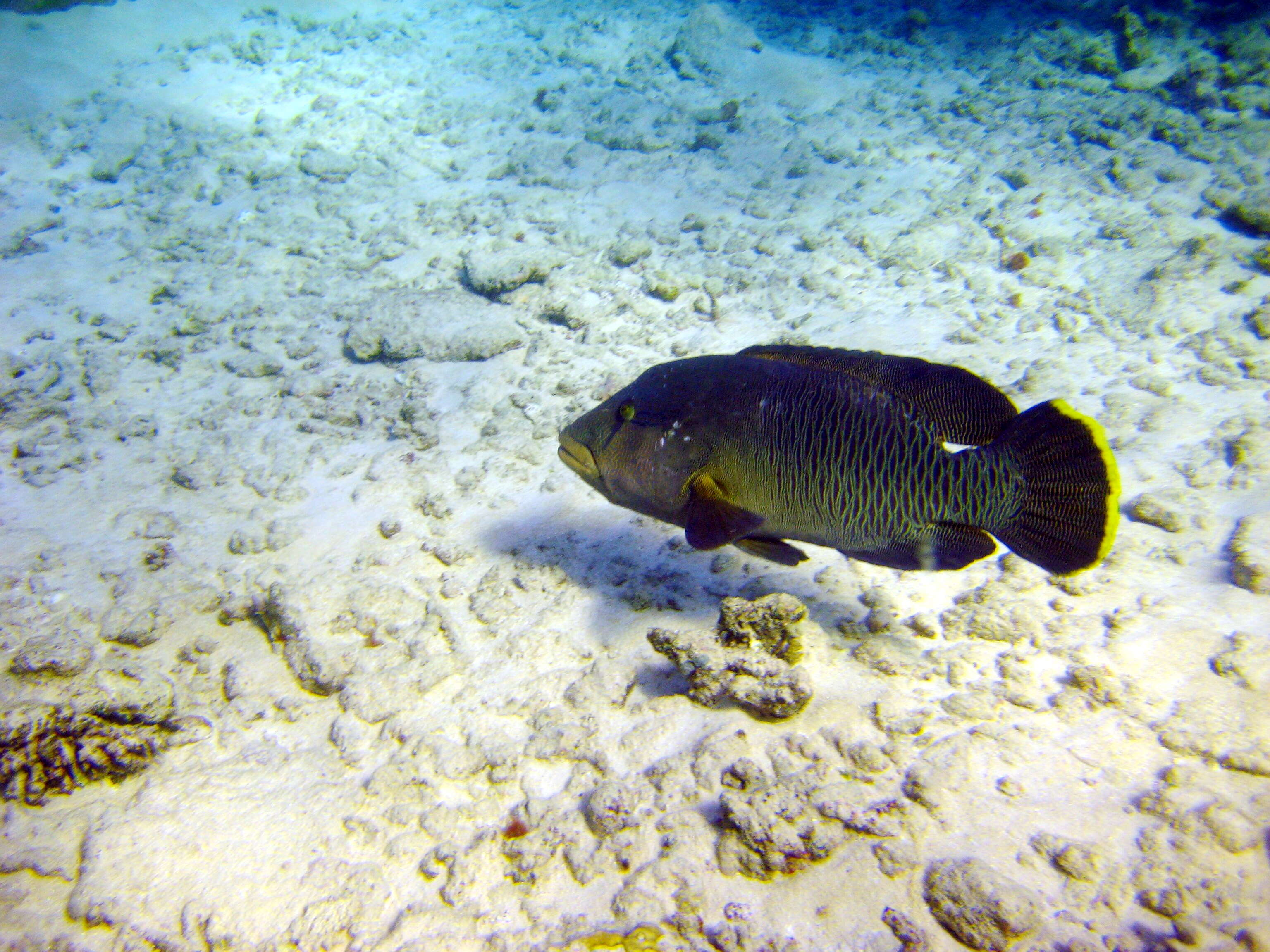 Image of Giant Wrasse