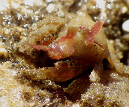 Image of dwarf teardrop crab