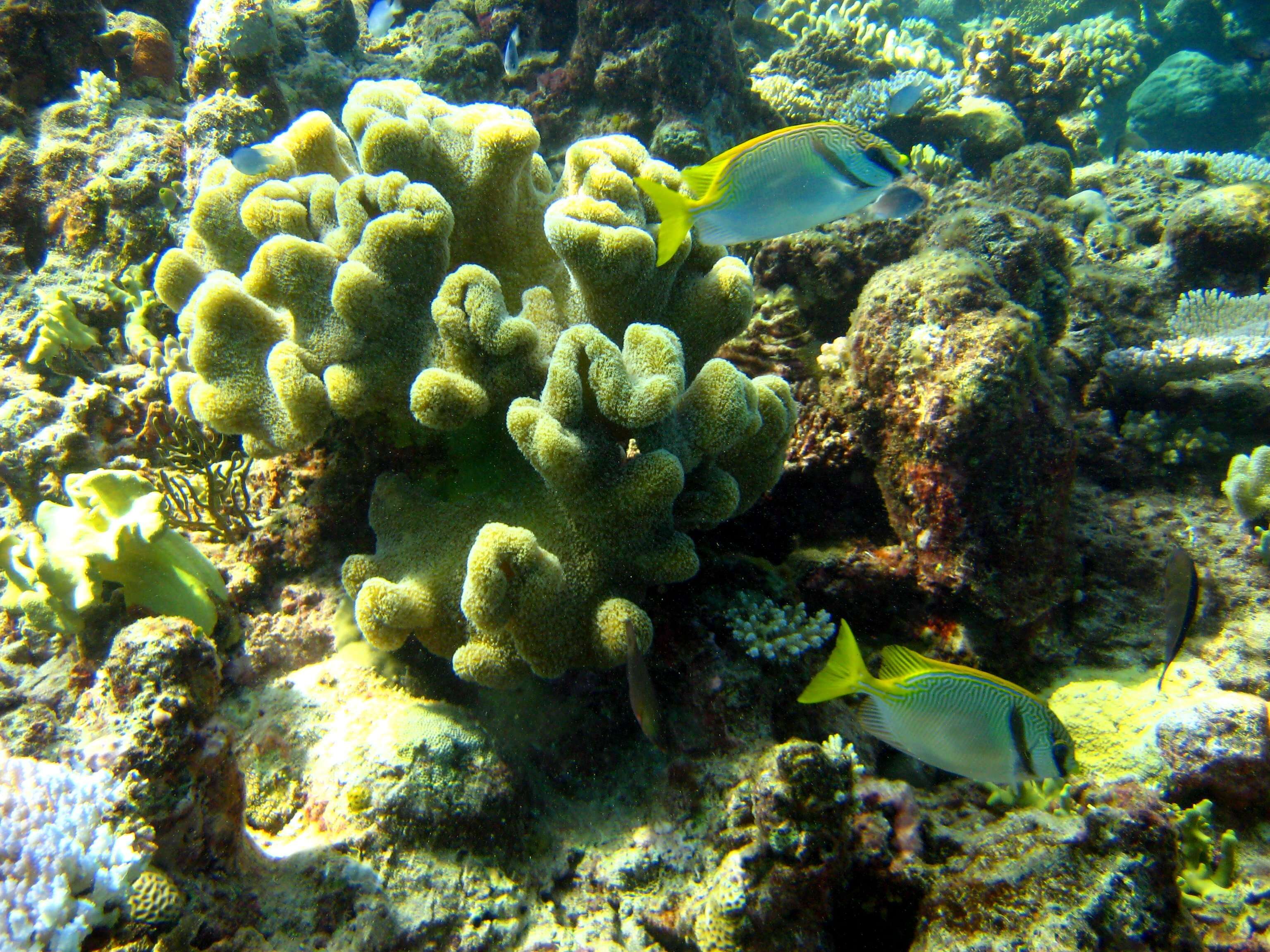 Image of Barred rabbitfish