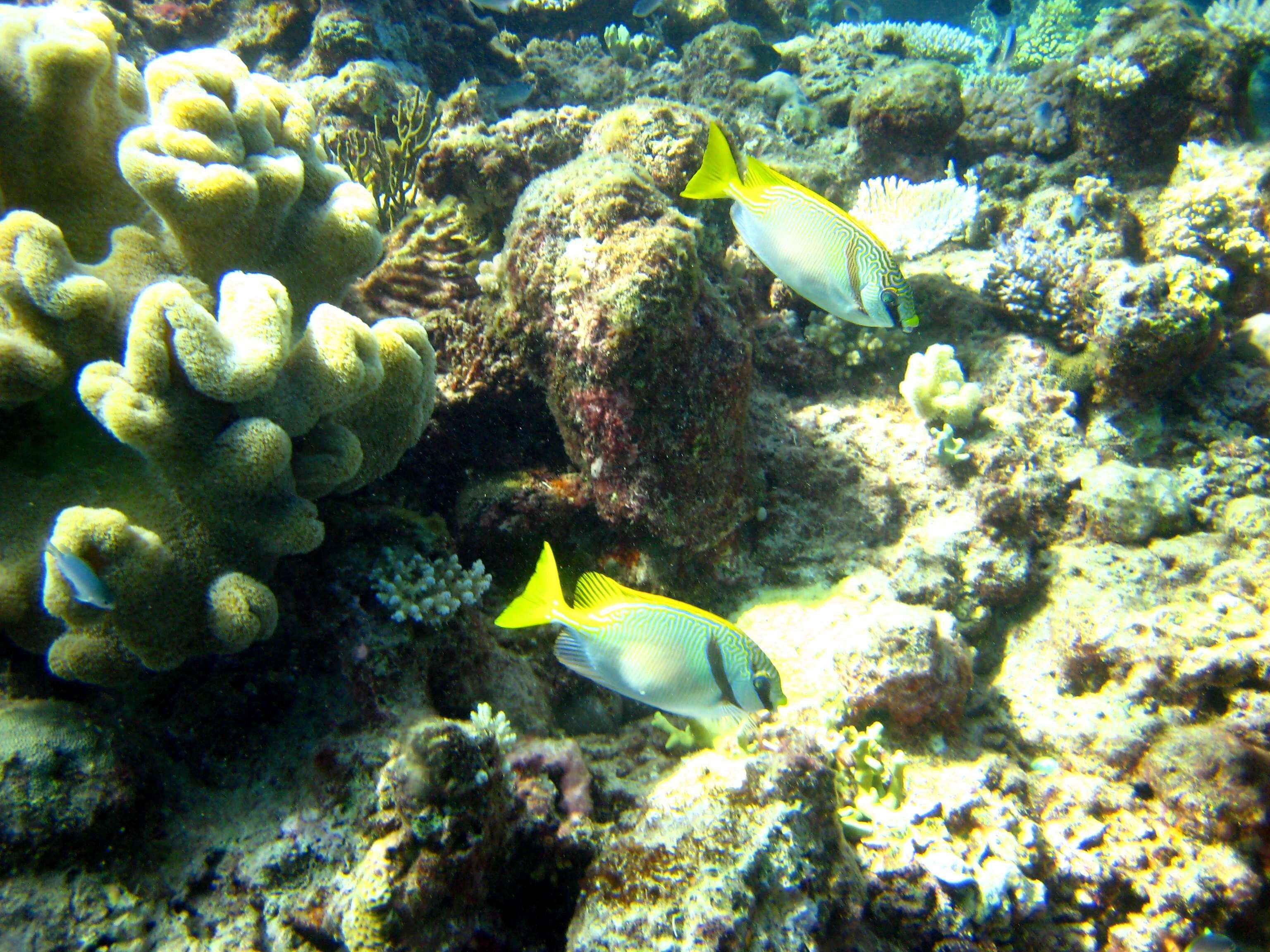 Image of Barred rabbitfish