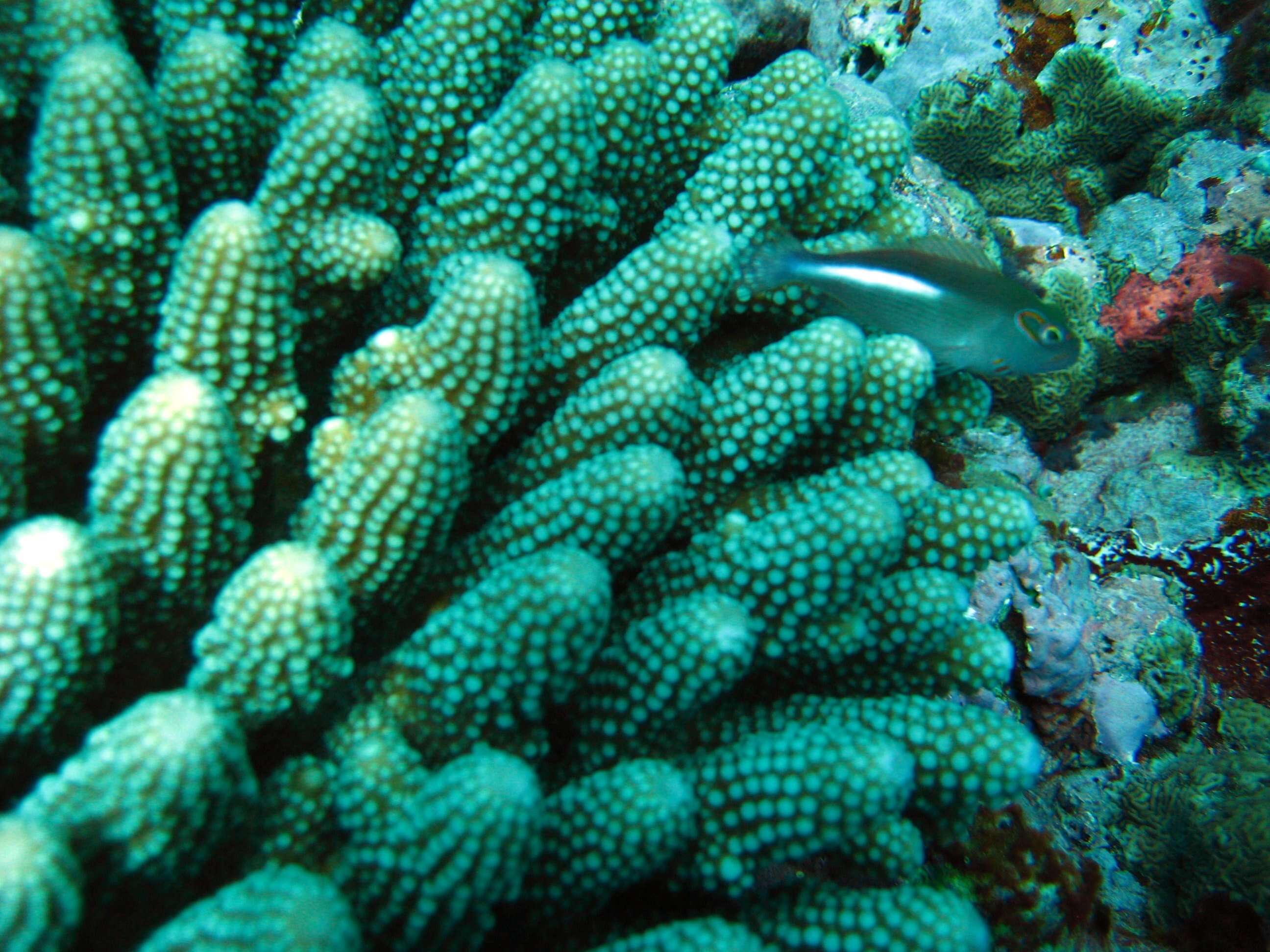 Image of Arc-eye Hawkfish