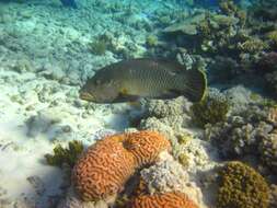 Image of Giant Wrasse