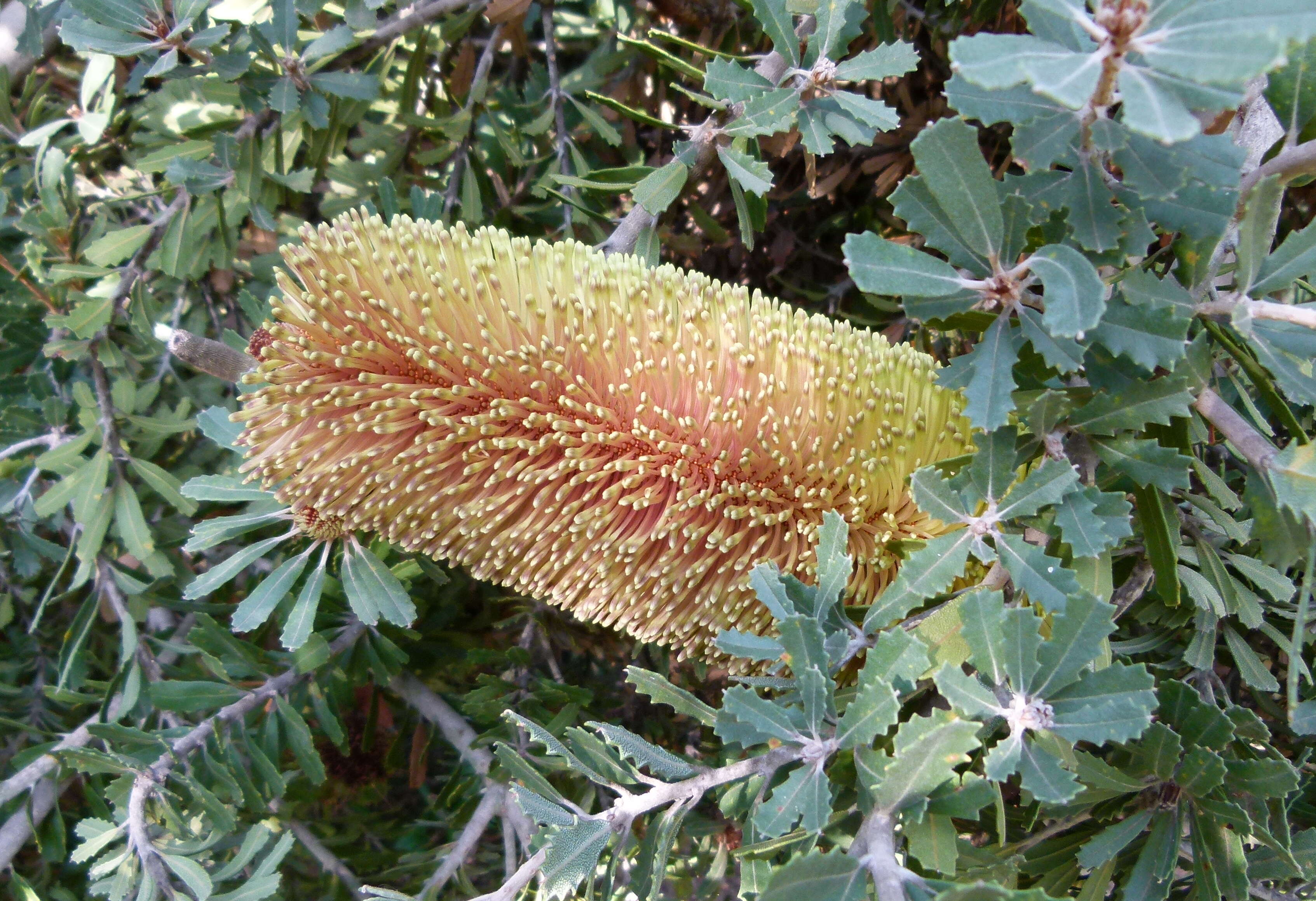 Image of cut-leaf banksia