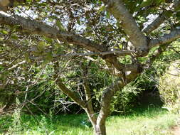 Image de Hakea petiolaris Meissn.