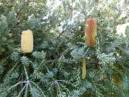 Image of cut-leaf banksia