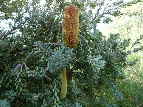 Image of cut-leaf banksia