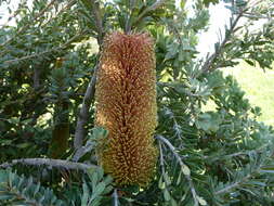 Image of cut-leaf banksia