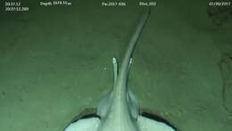 Image of Pacific white skate