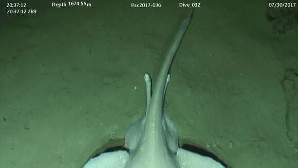 Image of Pacific white skate