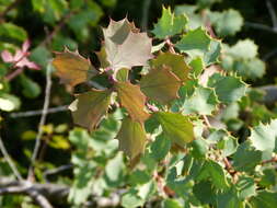 Imagem de Hakea cristata R. Br.