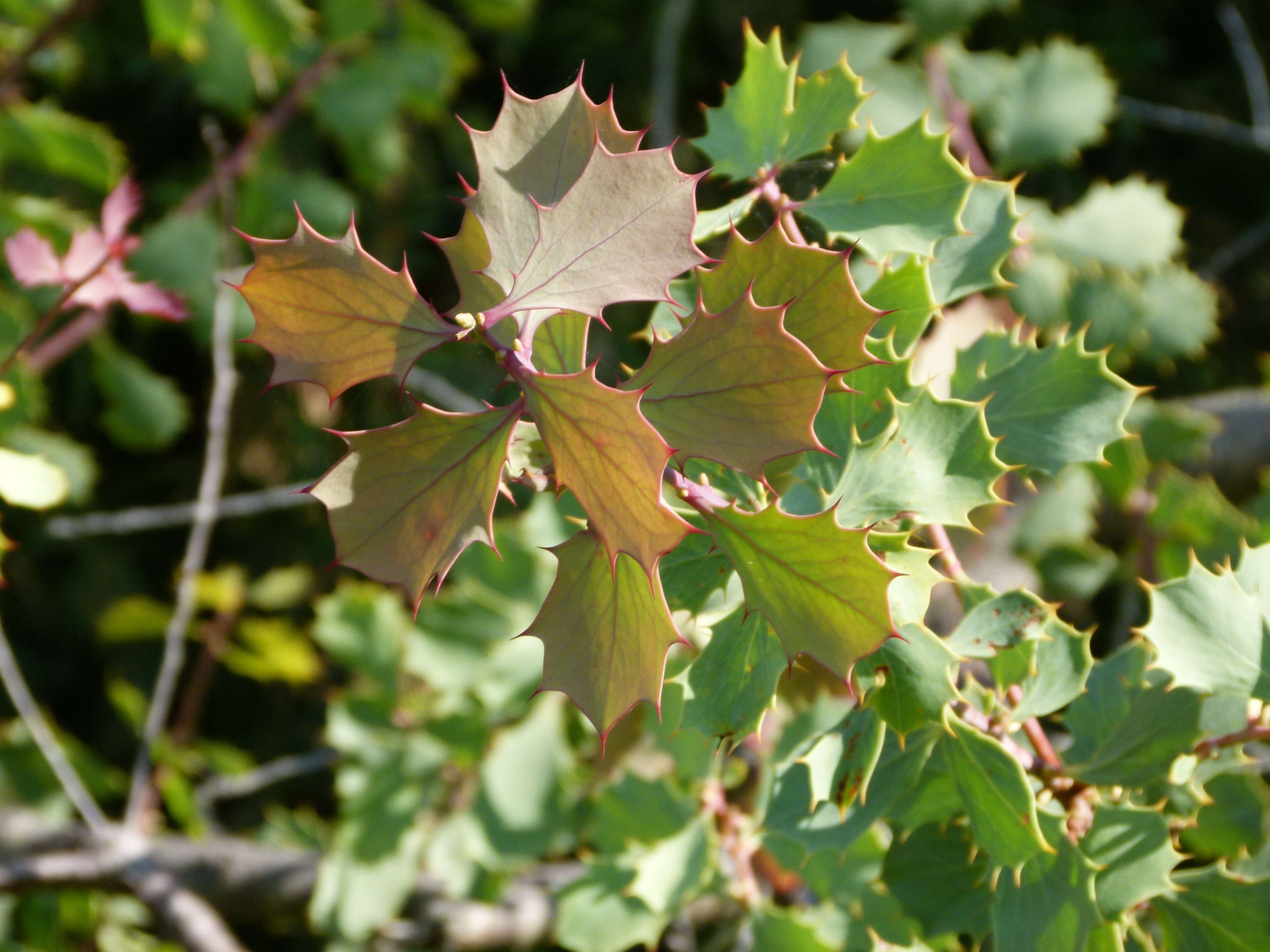 Image of Hakea cristata R. Br.