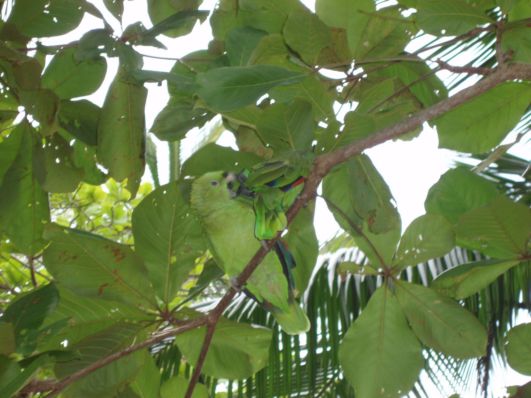 Image de Amazone poudrée