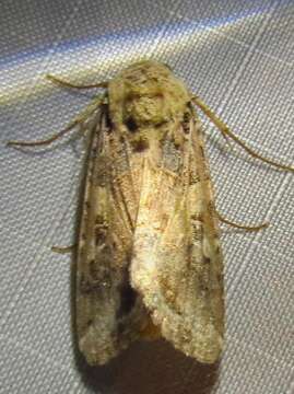 Image of Yellow-striped Armyworm Moth