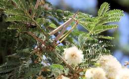 Image of Grey-haired acacia