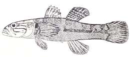 Image of Throatspine Gudgeon