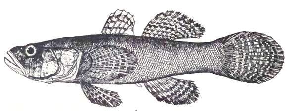 Image of Brown Spinecheek Gudgeon