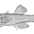 Plancia ëd Mistichthys luzonensis Smith 1902