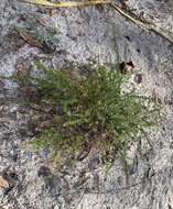 Image of Spreading Pinweed