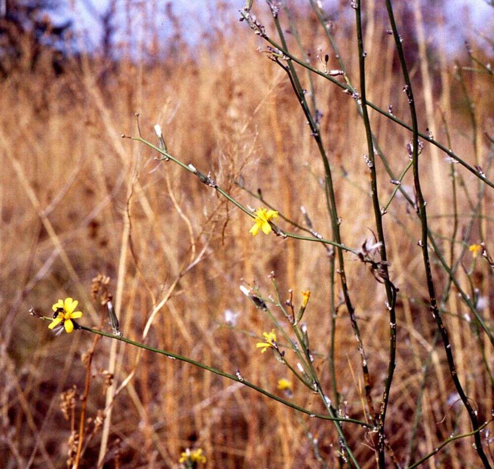 Chondrilla juncea L. resmi